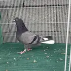 حمام قطيفي معقد
