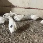 بيض سمان تكساس الجامبو