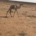 قعود تربيه