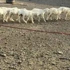 طليان ورخال السوم واصل 840 شعره وطرف