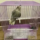 طير روز الليف للبيع ب 200  يحب اللعب اللون موضح بالصور