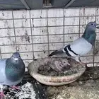 أجواز حمام