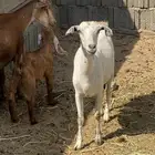 معزا للبيع