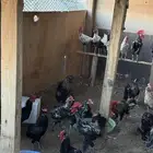 ديوك