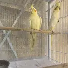 زوج كروان لاتينو معه بيض ومستوى عالي