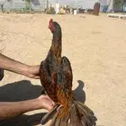 للبيع ديك باكستاني ميوالي بيور