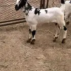 تيس للبيع بيشي