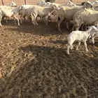 غنم حريات