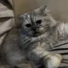 قطة شيرازيه للبيع