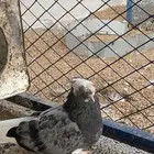 جوزبن تركي. رصاصي. مذيل. منتج. وجوز. احمر