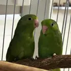 ميني روز ازواج للبيع