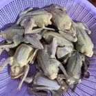 حمام