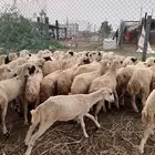 رخال رفيدي من 650