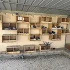 مخافق رفوف حمام خشب