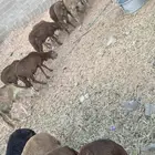 تطعيمات عن جميع الأمراض العدد30