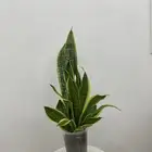 نباتات طبيعيه