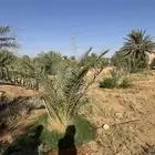 فراخ خضري صقعي