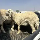طلي فحل