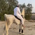 حصان شعبي شيخ