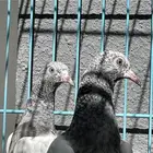 حمام باكستاني