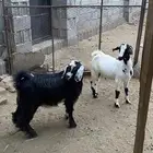 تيوس سمان ونظيفه شرط