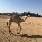قعود شكل  وسلاله فل على جمل عبيد الدوسري