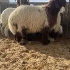 متوفر ذبايح نعيم ( تابي تمارا )