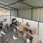 ديك باكستاني وحمام