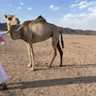 بكره بنت خوف طيبه بلحيل