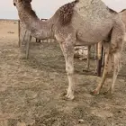 حاشي بري للبيع