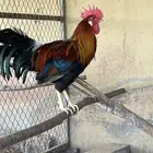 ديك ليجهورن أحمر