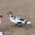 ذكور بح لافندر