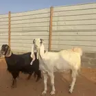 معزا هولندي و عارضيه مشروكه