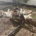 صوص بلدي وفيومي