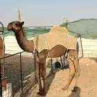 البيع قعود طيب دبياني