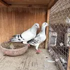 جوز الذكر الفاتح الأنثى الشذريه