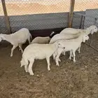 طليان حريه وتيوس