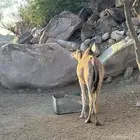 للبيع ماخضين