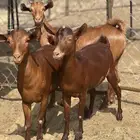 جفار دهم