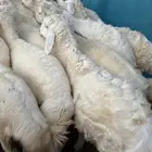 طليان حريه البيع جمله او تفريد