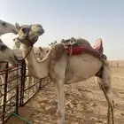 رحول