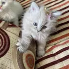 قطط هيمالايا شيرازي