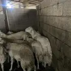 ضان حريات