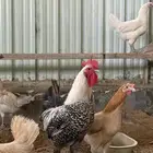 للبيع دياكه