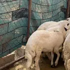 بهم شهران