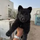 جراوي جيرمن
