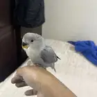 عصفور تربيه