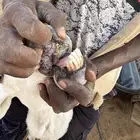 حرية صنف شحم