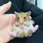 هامستر سوري