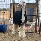 رخل
